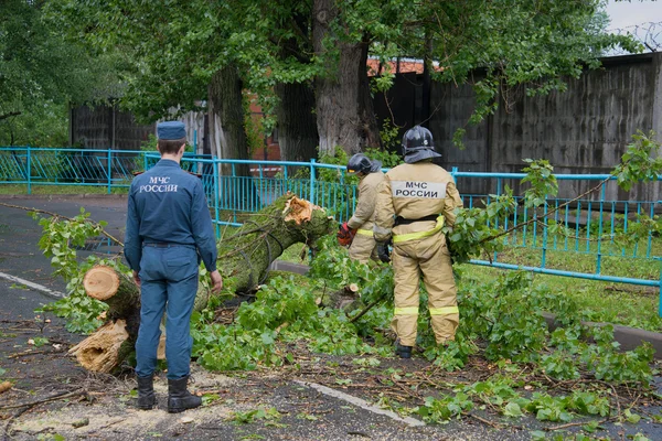 Emergency workers clear the road from fallen after a storm the old tree. Saint Petersburg