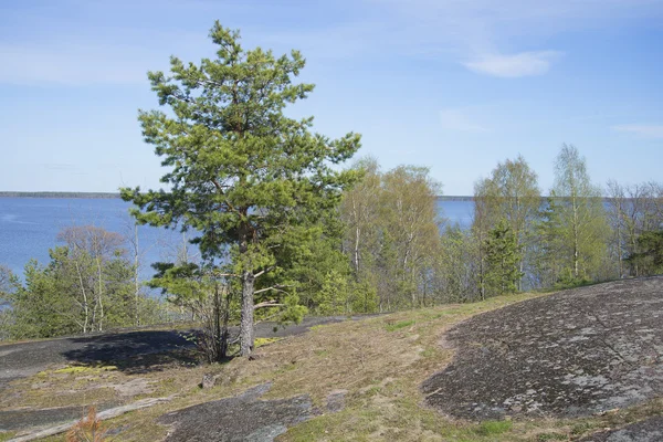 Pine growing on the rocks on a spring day. The Gulf coast near the city of Vysotsk