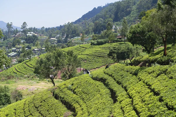 The tea plantations in the district of Nuwara Elia. Sri Lanka