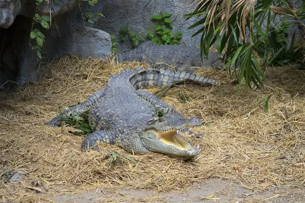 Siamese crocodile lies with an open mouth. The Chiang Mai zoo, Thailand