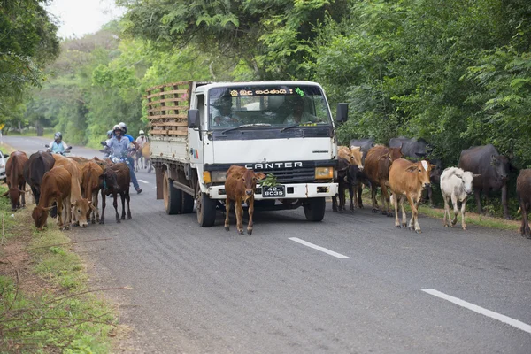 A truck wades through a herd of cows walking down the road