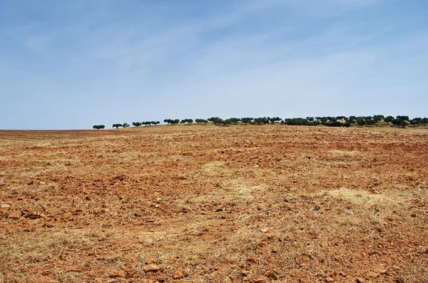 Plowed field and trees in horizon