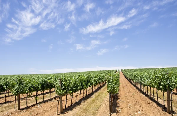 Vineyard at south of Portugal, Alentejo region