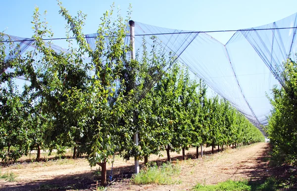 Apple orchard with system for irrigation and nets at south of Po