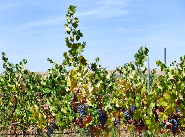 Grapes in Vineyard at Portugal, Alentejo region