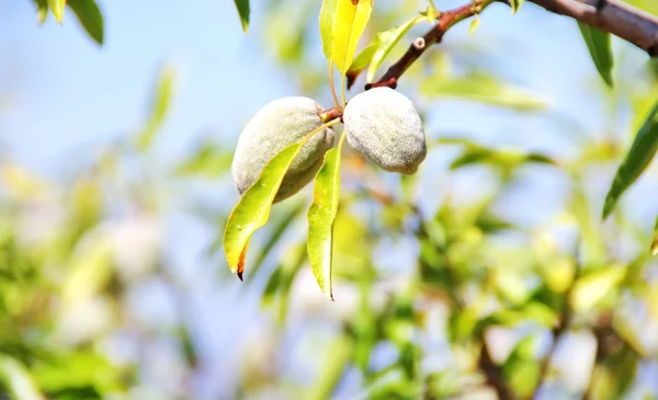 Two almonds on the tree branch