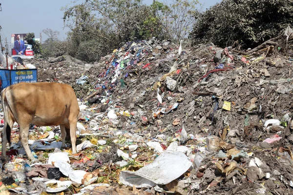 Streets of Kolkata. Animals in trash heap