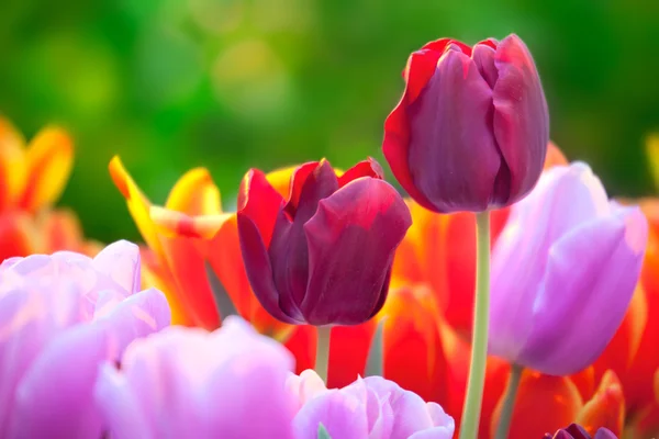 Tulips in a spring sunny greenhouse