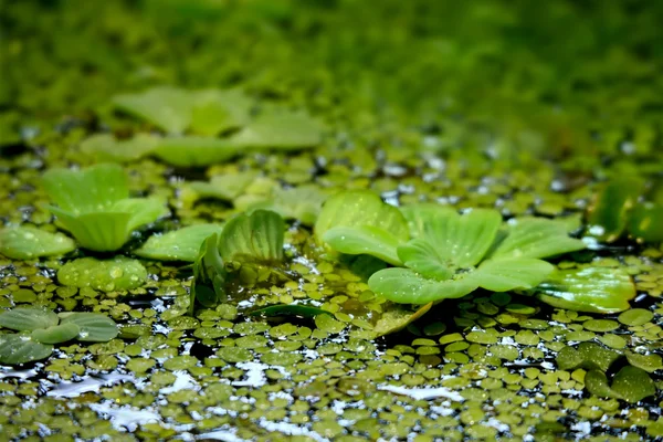 Duckweed covered on the water surface