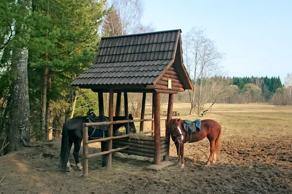 Horses feeding from hay