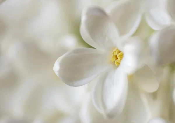 Tender macro white lilac flowers on a white background