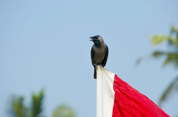 Bird of a raven black sits on a flag staff