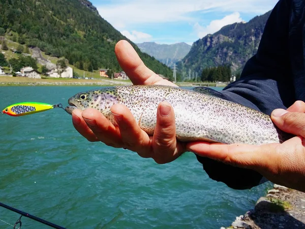 Fisherman holding a rainbow Trout fish