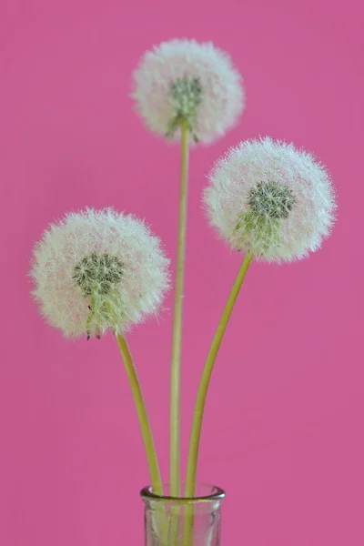 Dandelion with drops on pink background