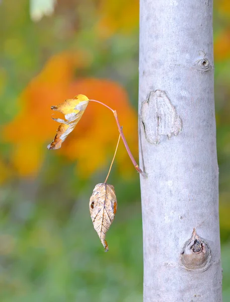 Leaves isolated