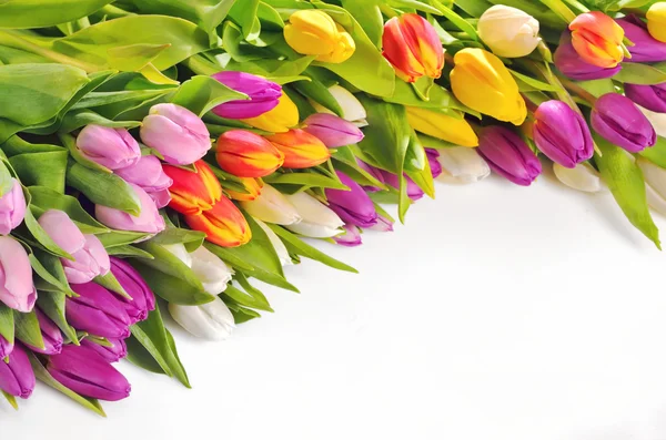 Colorful Tulips Flowers