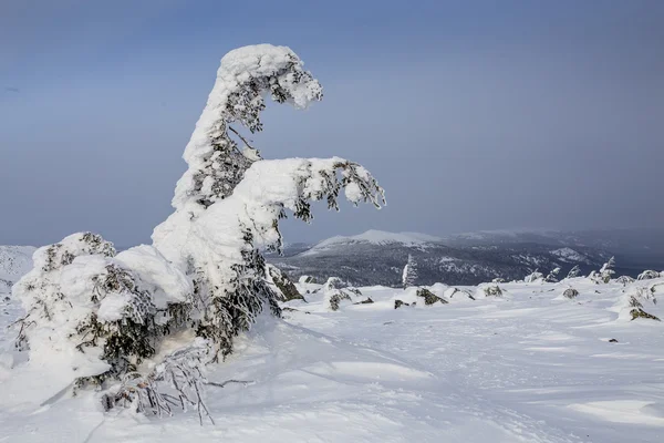 Winter Landscape with Stone Rock Covered with Snow - South Ural