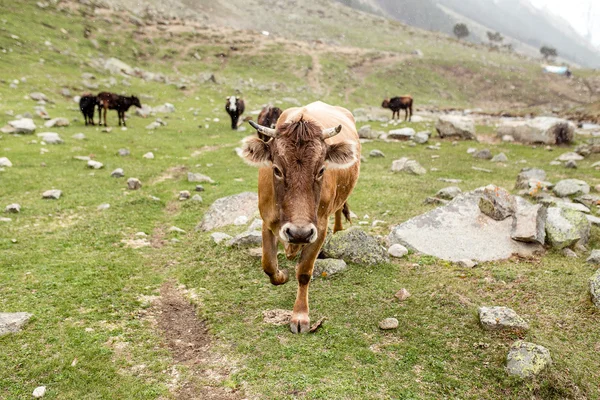 A herd of cows grazing on groomed alpine meadow with lush grass and stones. The concept of natural animal husbandry