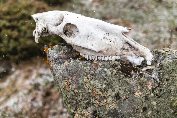 Horse skull on a rock in mountains. Danger sign to travelers