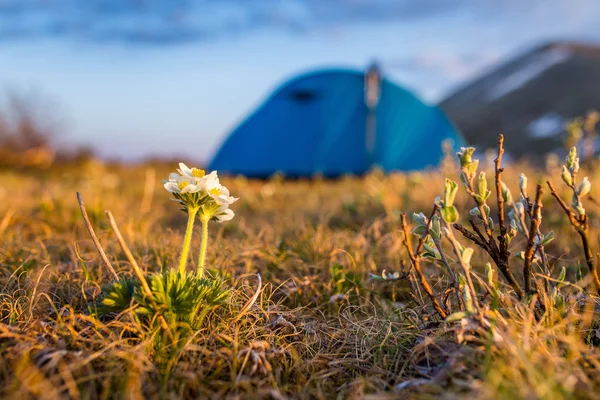 White wild flowers on a background of hiking tent