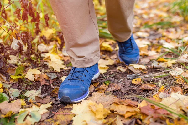 Blue sneakers walking on yellow leaves. Autumn sport and trekkin