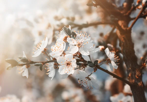 Spring flowers blossom in sunny day