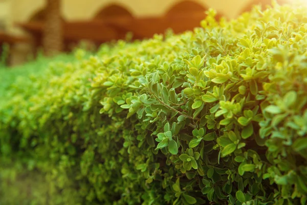 Green bush with white flower. Green leaves wall.