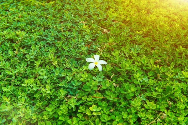 Green bush with white flower. Green leaves wall.