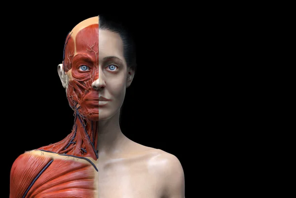 Human anatomy  of woman