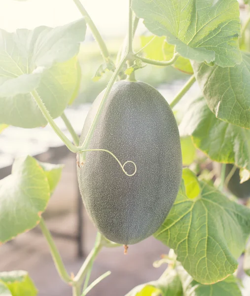 Winter melon on a tree