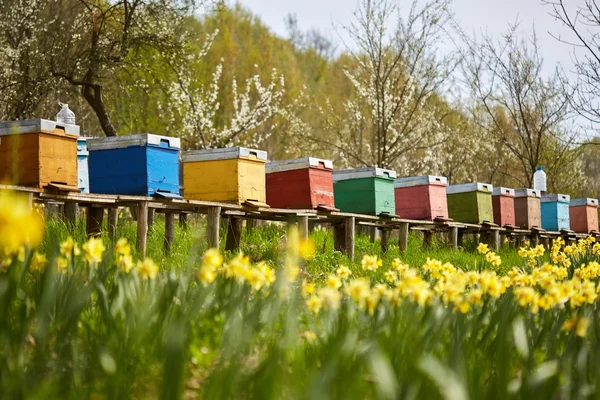Bee hives in the field