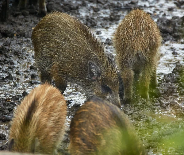 Wild hog piglets in the mud