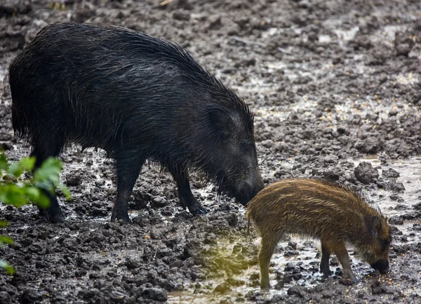 Wild hog female and piglet feeding