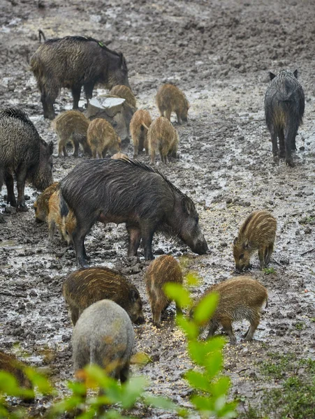 Wild hog females and piglets feeding