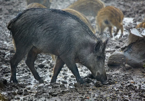 Wild hog female and piglets feeding