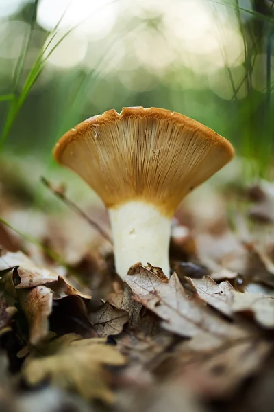 Peppery milk-cap, edible mushroom