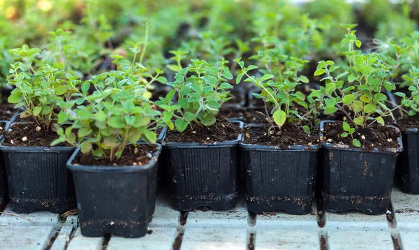 Nursery of oregano plants