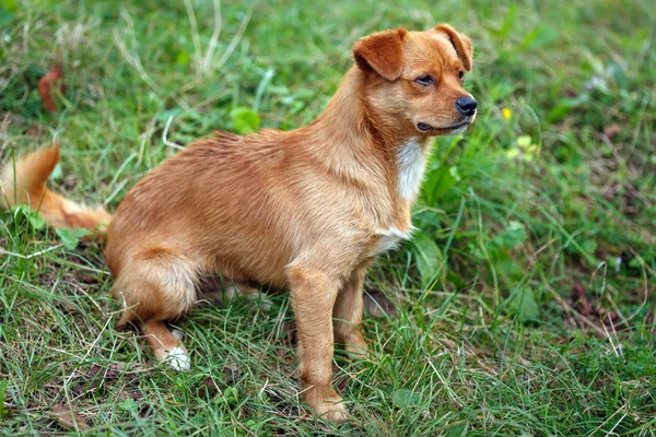 Dachshund dog in grass