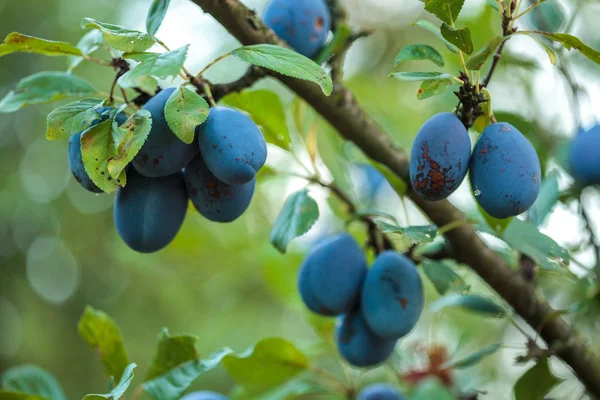 ripe blue plums