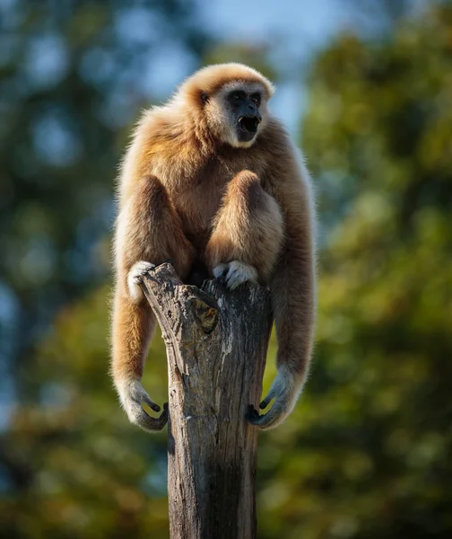 funny gibbon monkey