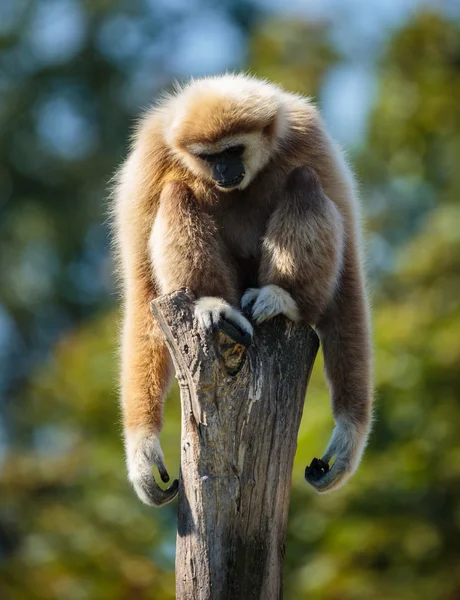 funny gibbon monkey