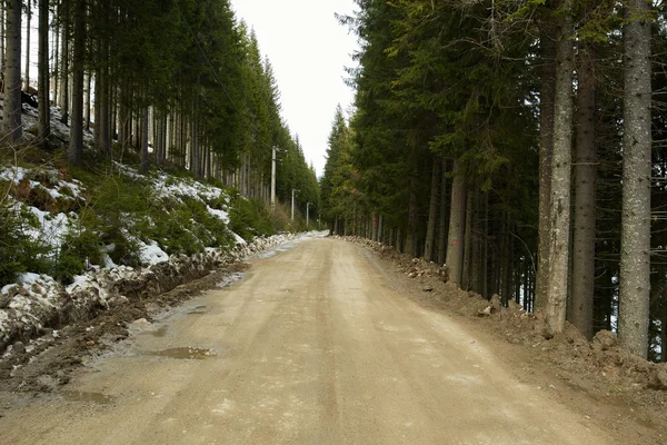 Country road through mountain forest