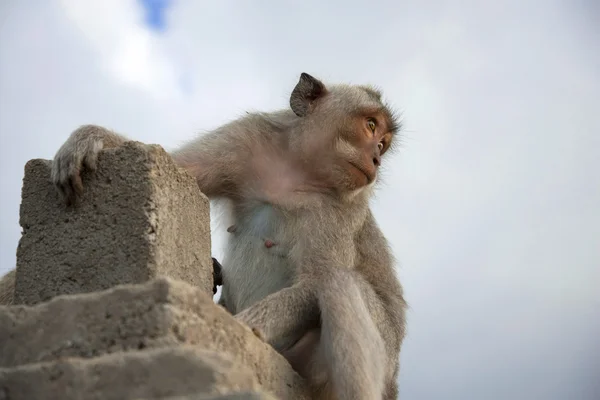 Wild baby monkey sky wildlife animal stone ruin