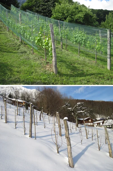 Grape plantation in summer and winter