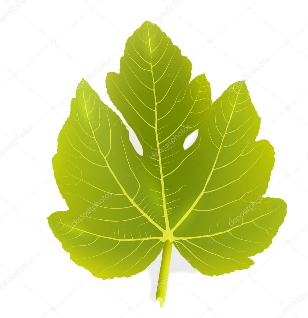 Hoja de Parra — Vector de stock 54642093