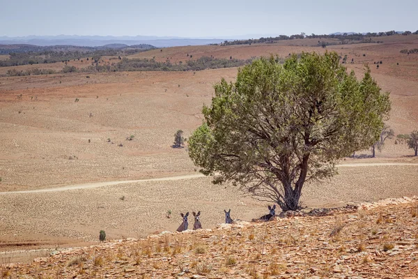 Kangaroos under the green tree