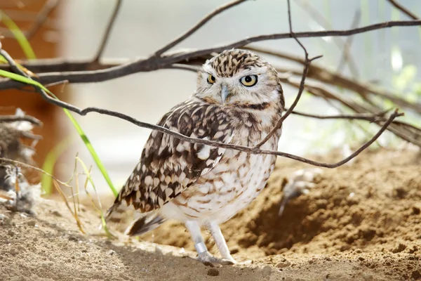 Burrowing owl