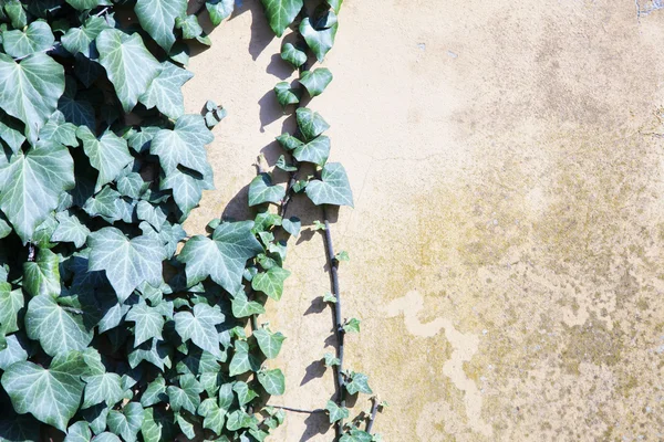 Ivy over wall