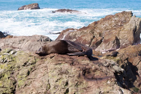 Sea lion on the rocks, New Zealand