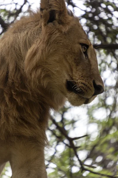 Profile Of A Lion